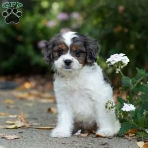 Sunshine, Cavapoo Puppy